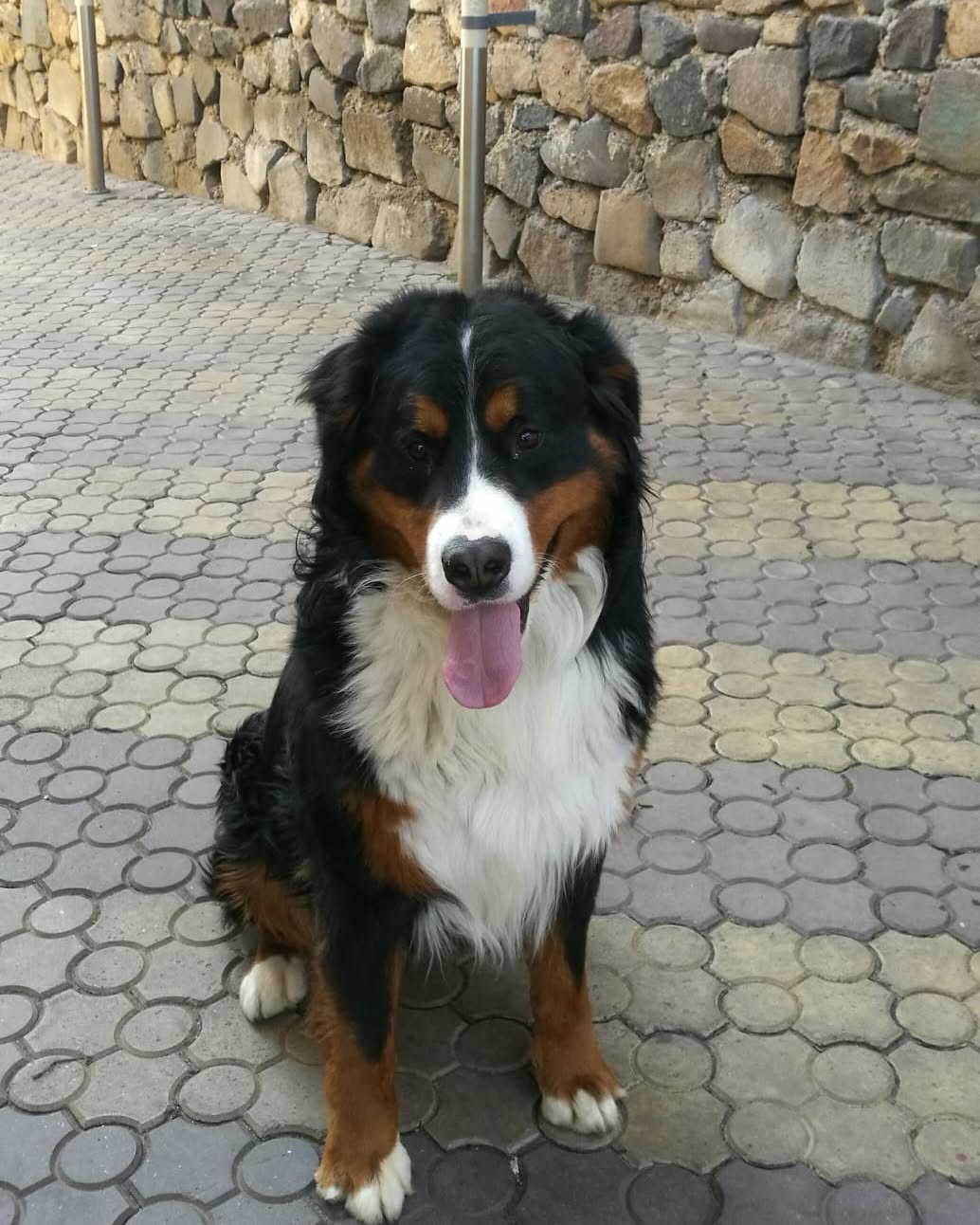 PetLand